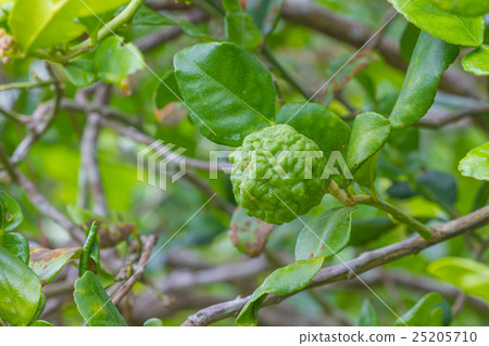 Leech lime or bergamot fruits on tree 25205710