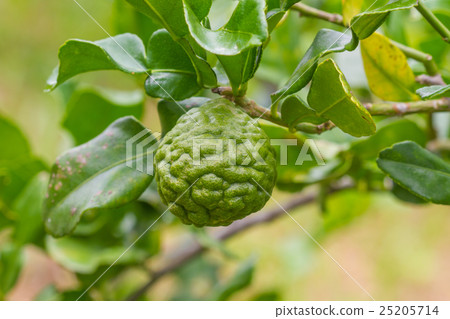 Leech lime or bergamot fruits on tree Leech lime or bergamot fruits on tree 25205714