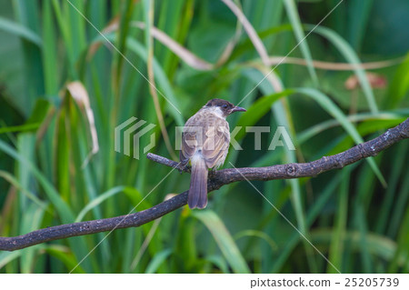 Beautiful bird Sooty headed Bulbul 25205739