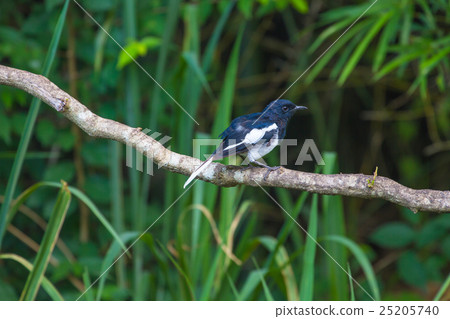 Oriental Magpie Robin bird Oriental Magpie Robin bird 25205740