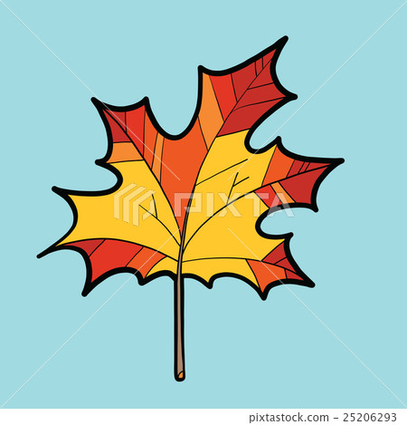 Maple red leaf, nature autumn season 25206293