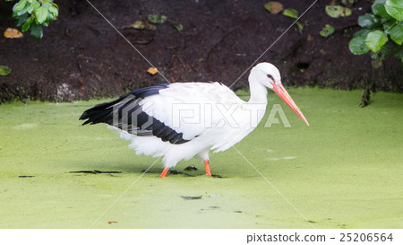 Stork walking in a pond filled with duckweed 25206564