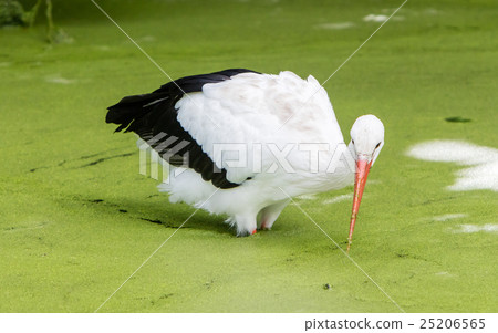 Stork walking in a pond filled with duckweed 25206565
