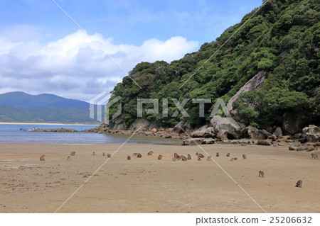 Kokushima的猴子 25206632