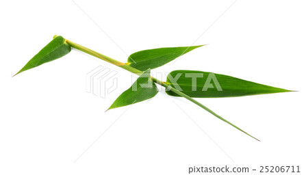 Green bamboo leaves on a white background 25206711