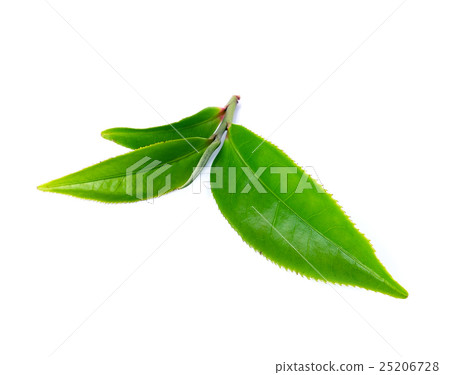 Green tea leaf isolated on white background Green tea leaf isolated on white background 25206728