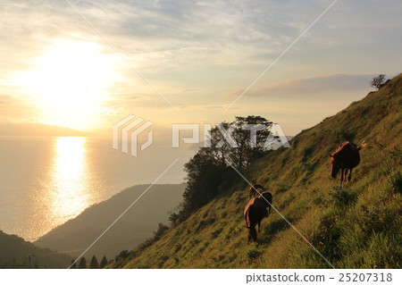 Cape Toi's wild horses 25207318