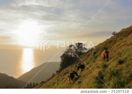 Cape Toi's wild horses 25207319