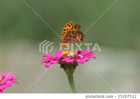 Beautiful butterfly on pink flowers Beautiful butterfly on pink flowers 25207512