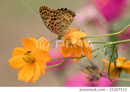 Cosmos and butterfly shaking in the wind Cosmos and butterfly shaking in the wind 25207513