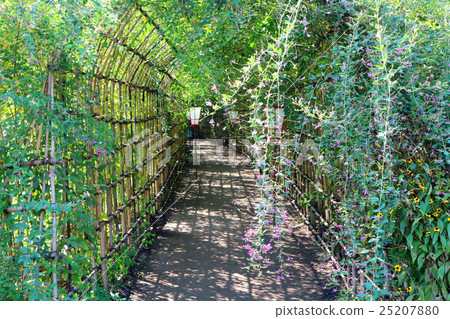 Hagi隧道在Mukojima Hyakuenen（10月）Sumida-ku，東京 25207880