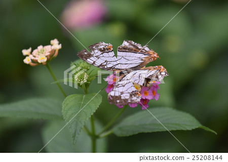 Ishiguroba停在鮮花上 Ishiguroba停在鮮花上 25208144