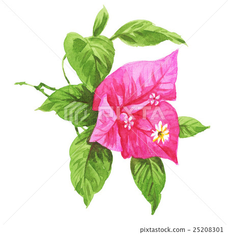 flower, flowers, bougainvillea 25208301