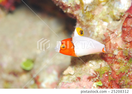 Irobudai少年魚 Irobudai少年魚 25208312