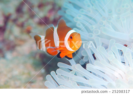Clown anemonefish 25208317