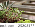 多汁植物 25208377