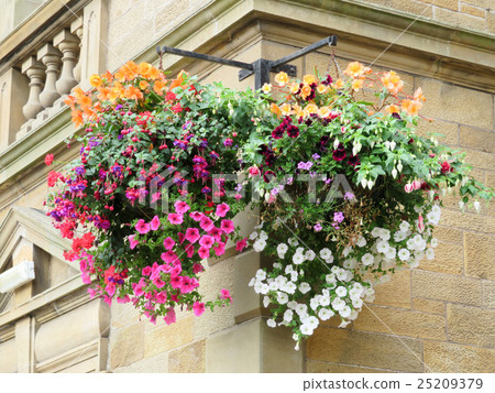 英國式吊籃 25209379