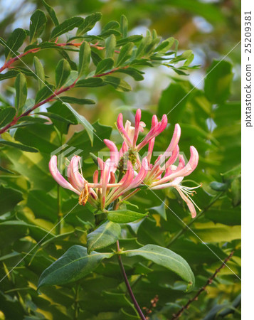 金銀花 金銀花 25209381