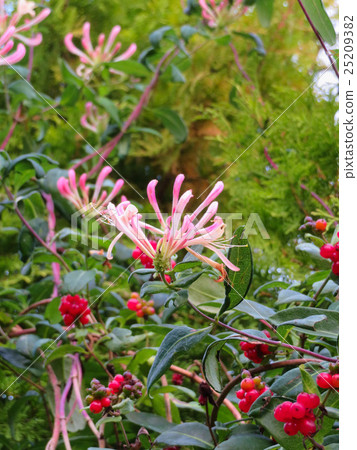 金銀花和紅色水果 金銀花和紅色水果 25209382