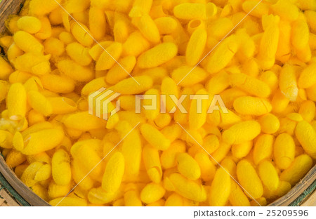 Soft blurred and soft focus of the yellow cocoon , Soft blurred and soft focus of the yellow cocoon , 25209596