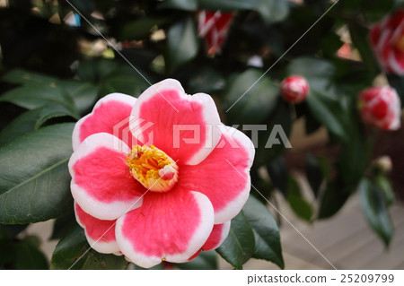 寒冬中的隱士 25209799