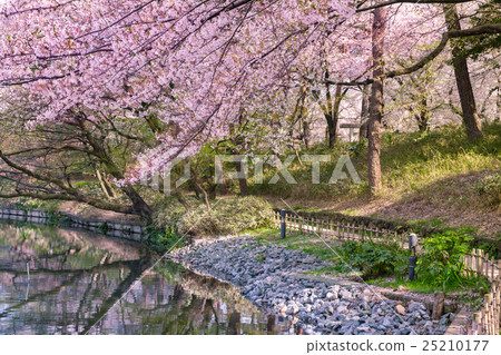 大宮公園的櫻花 照片素材 圖片 圖庫