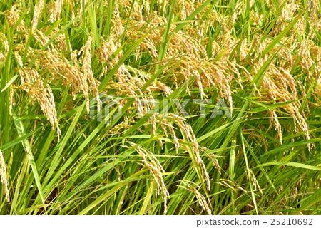 Autumn landscape in Japan Golden shining ear rice 25210692