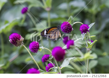 Butterflies for nectar on beautiful purple flowers Butterflies for nectar on beautiful purple flowers 25212068