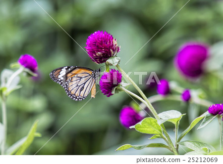Butterflies for nectar on beautiful purple flowers Butterflies for nectar on beautiful purple flowers 25212069