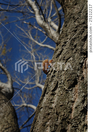 Empty cicada 25212217