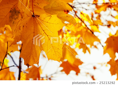 orange leaves in autumn park orange leaves in autumn park 25213292