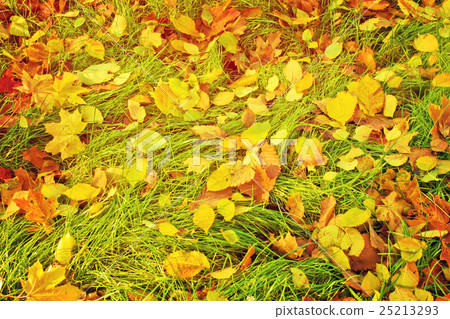 fall brick road 25213293