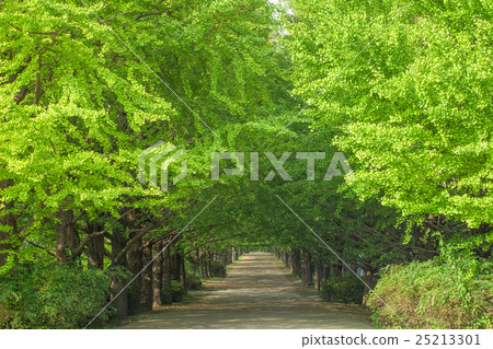 Fresh green ginkgo trees Fresh green ginkgo trees 25213301