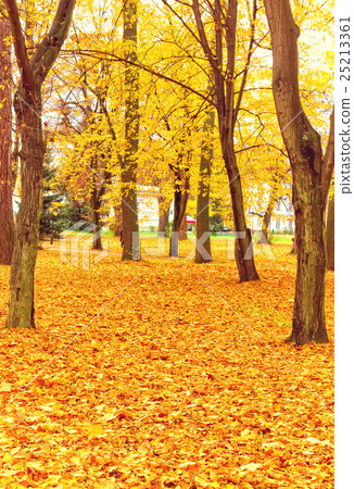 fall park fall park 25213361