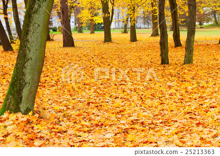 fall park gound 25213363