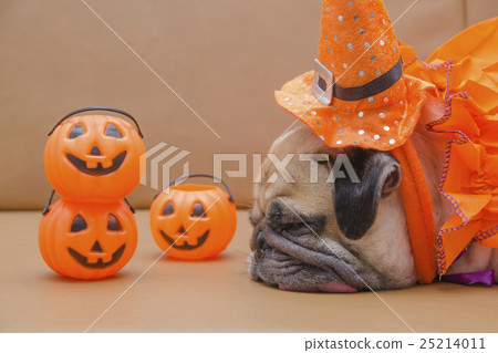 Cute pug dog with costume of happy halloween day  25214011