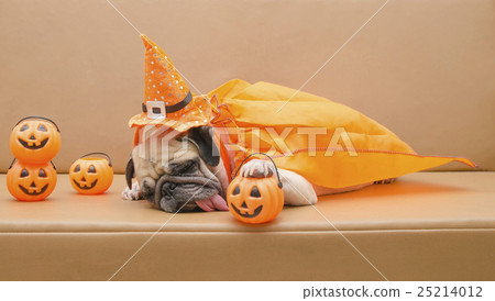 Cute pug dog with costume of happy halloween day Cute pug dog with costume of happy halloween day 25214012