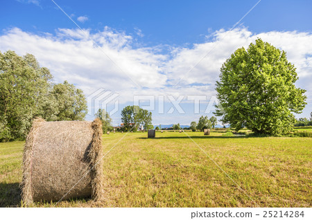 Hay bale 25214284