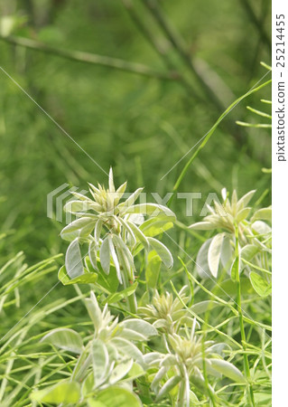 Hagi's sprout 25214455