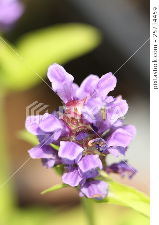 Rice Bogusa 25214459