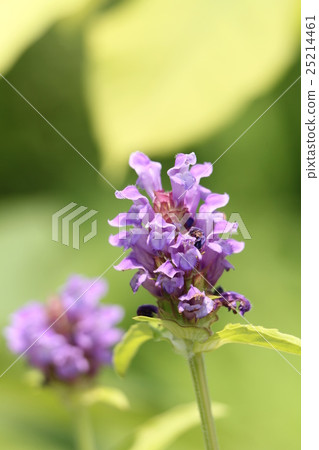 Rice Bogusa Rice Bogusa 25214461