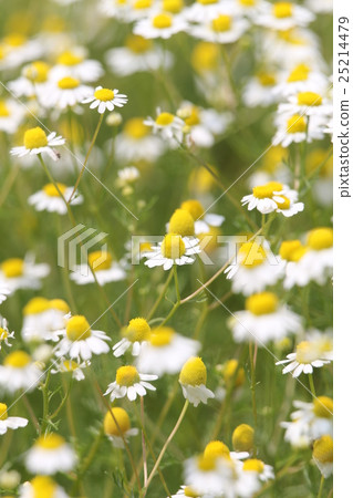 Chamomile Chamomile 25214479