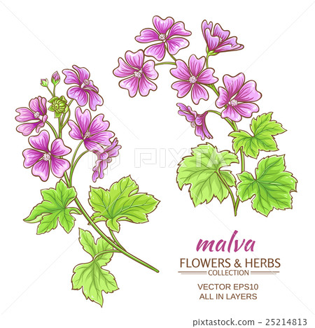 malva vector set 25214813