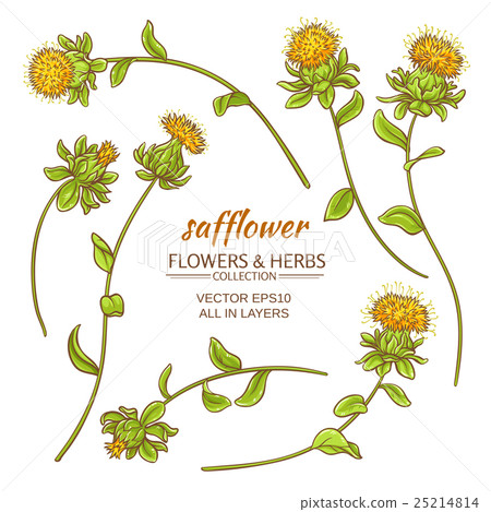 safflower vector set safflower vector set 25214814