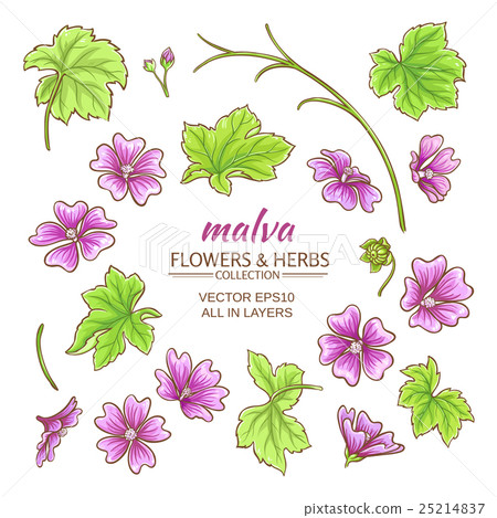 malva elements vector set 25214837