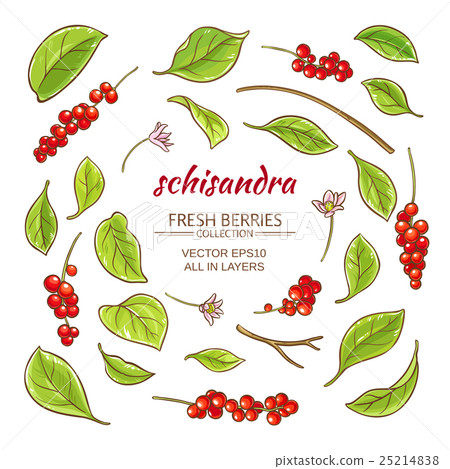 schisandra elements vector set 25214838