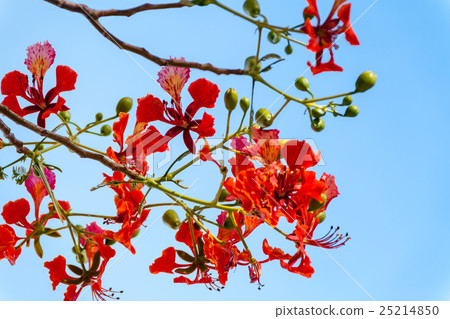 Peacock flower on blue sky 25214850
