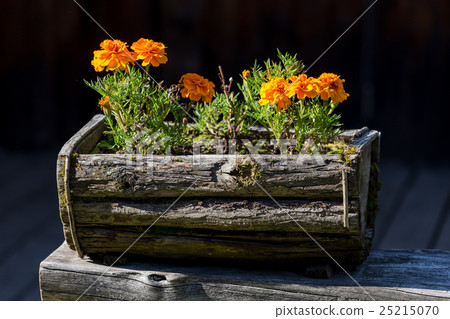 Flowers in the wooden pot Flowers in the wooden pot 25215070
