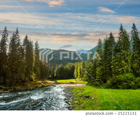 Mountain river in pine forest at sunrise Mountain river in pine forest at sunrise 25215131