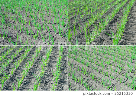 Onion rows collage Onion rows collage 25215330